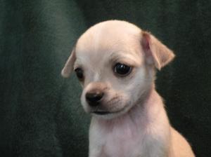 Chihuahuapuppiesforsale